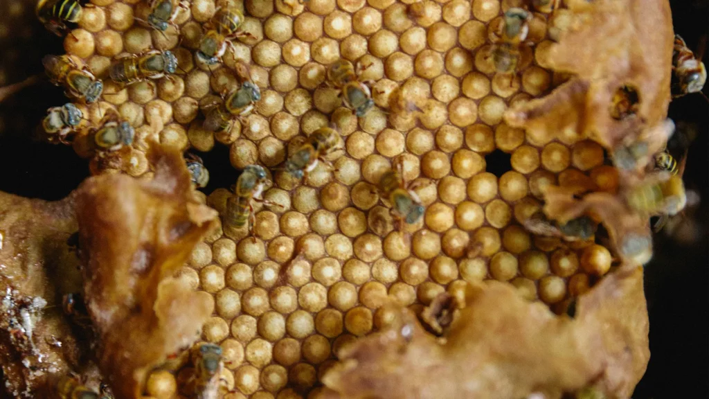 El cuidado de las abejas en nuestro santuario ayuda a su preservación 