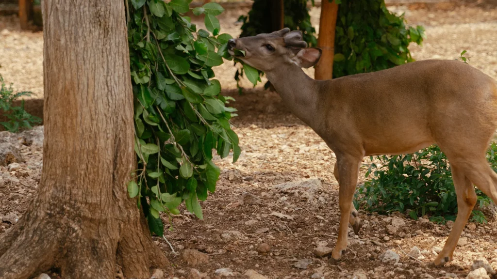 El santuario de venados ayuda a la conservación de la especie gracias al cuidado de Chablé